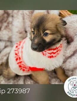 Chip 273987: Hundekind sucht ein Zuhause - Kirchzell