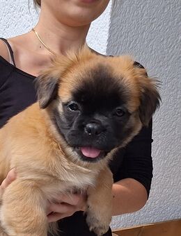 Bulli mix Stitch sucht für immer zuhause - Osterhofen