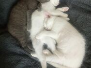 Wunderschöne BKH Kitten suchen ein neues Zuhause - Neuss