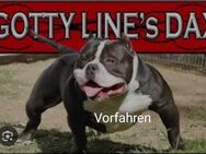 American pocket bully der Extraklasse - Sinsheim