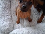 Zwergpinscher Welpe - Sohren