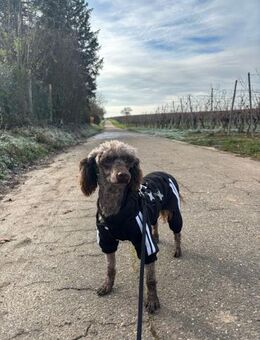 Brodi in 74081 Heilbronn - Wolfhagen