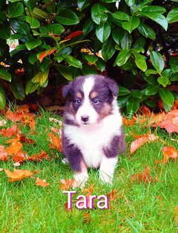 Sheltie Welpen mit Stammbaum suchen ein neues Zuhause - Emstek