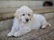 Golden Retriever Mixwelpen - Fehrbellin