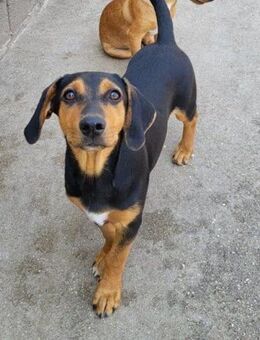 Jungrüde Faelan: ein goldiger Schatz - Hamburg