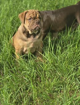 Wunderschöne New Englische Bulldog Welpen suchen ein liebevolles Zuhause - Saldenburg