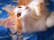 Maine coon kitten - Reinsdorf (Thüringen)
