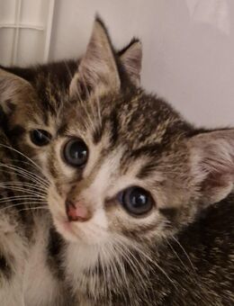 Katzen Kitten in liebevolle Hände zu vermitteln - Siegen (Universitätsstadt) Niederschelden