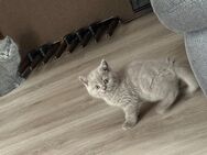 Wundervolle kitten suchen neues Zuhause - Limburg (Lahn)