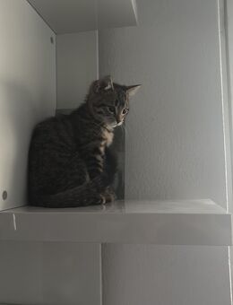Katze 13 Wochen alt - Stadtoldendorf