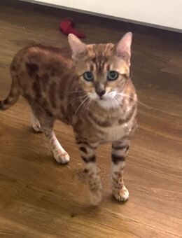 Bengal Katze 8 Jahre zu verkaufen - Stuttgart