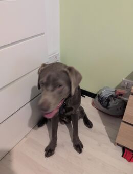 Labrador Rüde Sucht ein Zuhause 10 Monate alt - Solingen (Klingenstadt)