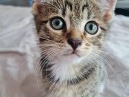 5 Ekh Mix Kitten, 8 Wochen alt, abgabebereit ab 19.07 - Langenfeld (Rheinland)