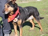 Safte Ayla sucht ruhiges Zuhause - München