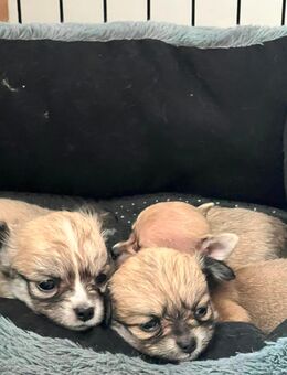 Kleine Chihuahua Rüden - Düsseldorf