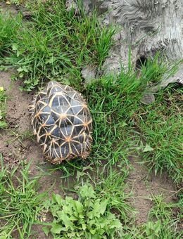 Sternschildkröte (Geochelone elegans) von 2020 - Frankenwinheim