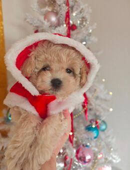 7Magnifique Krystalles 👑Maltipoo weplen - Quakenbrück