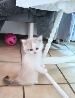Ragdoll Kitten geimpft,entwurmt - Gelsenkirchen