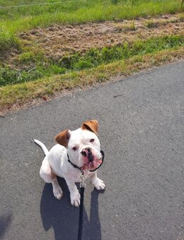 Old Englisch Bulldogge Rüde - Waldheim