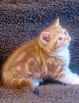 Bezauberndes Britisch Kurzhaar Kitten in seltener Farbe Cinnamon Tabby White White - Köln