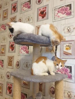 Babykatzen suchen neue Zuhause. - Bad Bramstedt