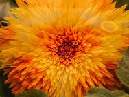 Gelbe gefüllte Sonnenblume Sonnengold Samen Sonnenblumenfeld Sonnenblumen Sonne Blume Hummel Pflanze heimisches Saatgut - Pfedelbach