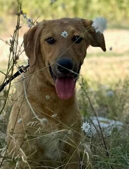 🌞Sonnenschein junger Sunny🌞 - Eislingen (Fils)