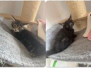 Maine coon XXL dürfen ausziehen - Essen