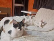 Süßes Schwesterpaar sucht dich :) - Esslingen (Neckar)