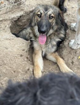 Crocus - bereit für ein Abenteuer - Celle