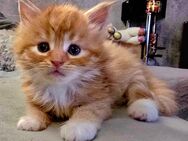 Maine Coon Kater sucht ein Zuhause - Duisburg