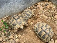 Griechische Landschildkröten abzugeben - Betzdorf
