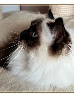 Heilige Birma Katze sucht neues Zuhause - Köln