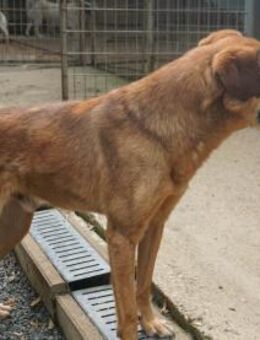 Hübscher OSCAR sucht ruhiges Zuhause - Schwabach