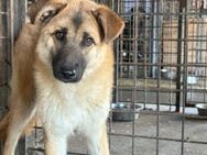 Karamell sucht seinen Begleiter - München