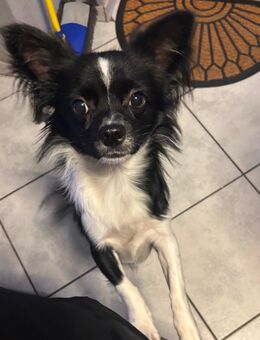 Chihuahua Rüden - Alsdorf Zentrum