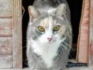 Schmuse Katze Royal möchte ein Zuhause - Villmar (Marktflecken)