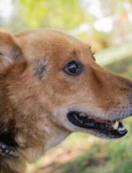 WOODY - ruhig meine Umgebung erkunden - Overath