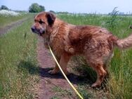 Alf, großer Teddybär - Bonndorf (Schwarzwald)