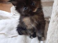 ❤Zuckersüßes Maine coon Kitten ❤ - Bad Berneck (Fichtelgebirge) Zentrum