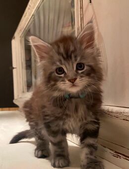 Filippo...Reinrassiges Maine Coon Kitten mit Stammbaum - Bottrop