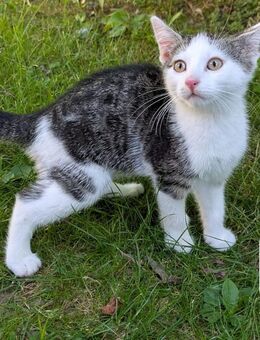 *nur noch ein Kater* Katzenbabys Kitten Babykatzen Kätzchen - Peißenberg