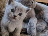 BKH Blue Britisch Kurzhaar Kitten - Tittmoning