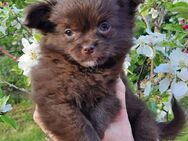 Chihuahua Welpen reinrassig schokobraun weibchen - Naumburg (Saale)