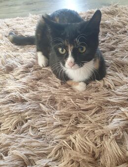 Babykatzen suchen neue Zuhause - Bad Bramstedt