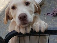 Labrador-Welpen, reinrassig in Silber und Champagner - Großharrie