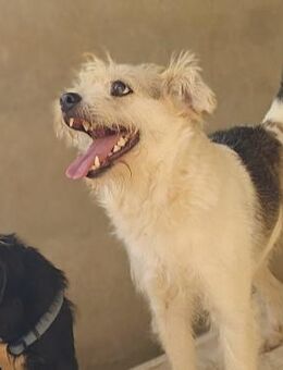 Bobby liebt das Leben - Lorsch (Karolingerstadt)