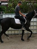 Warmblutstute Martha in 99628