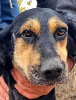 Stella sucht ein Zuhause - Neuhausen (Fildern)