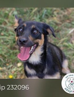 Chip 232096: Hundekind sucht ein Zuhaus - Kirchzell